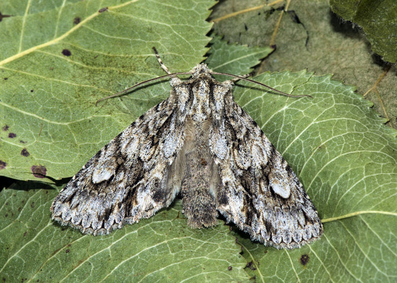 Noctuidae - Meganephria bimaculosa